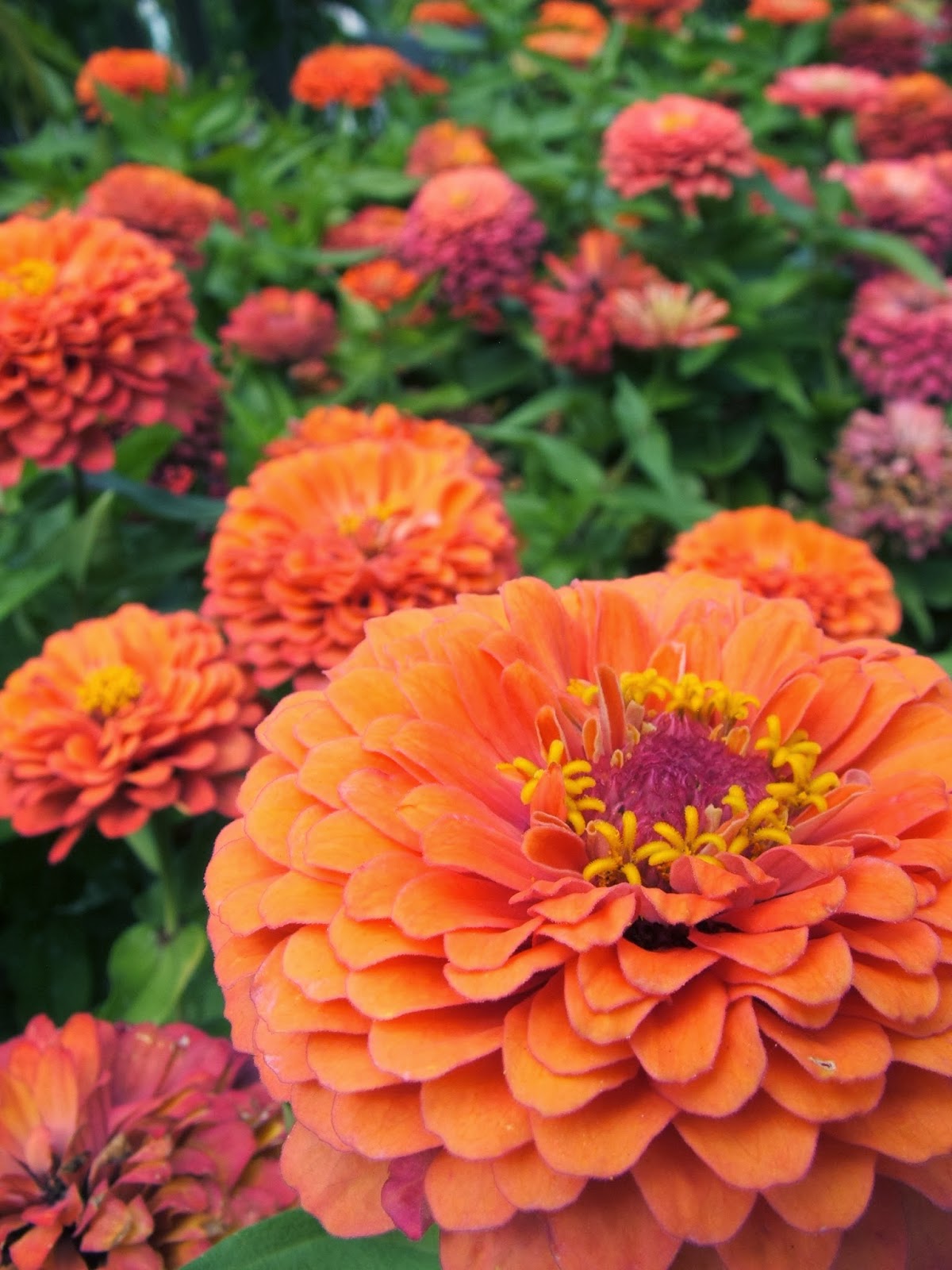 Green Zebra Market Garden Winter Blues Cure Zinnias