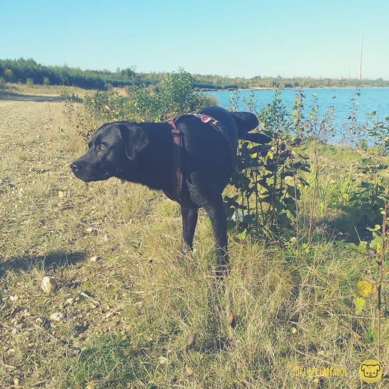 CHEMISCHE KASTRATION BEIM LABRADOR RÜDEN UNSERE ERFAHRUNGEN MIT DEM