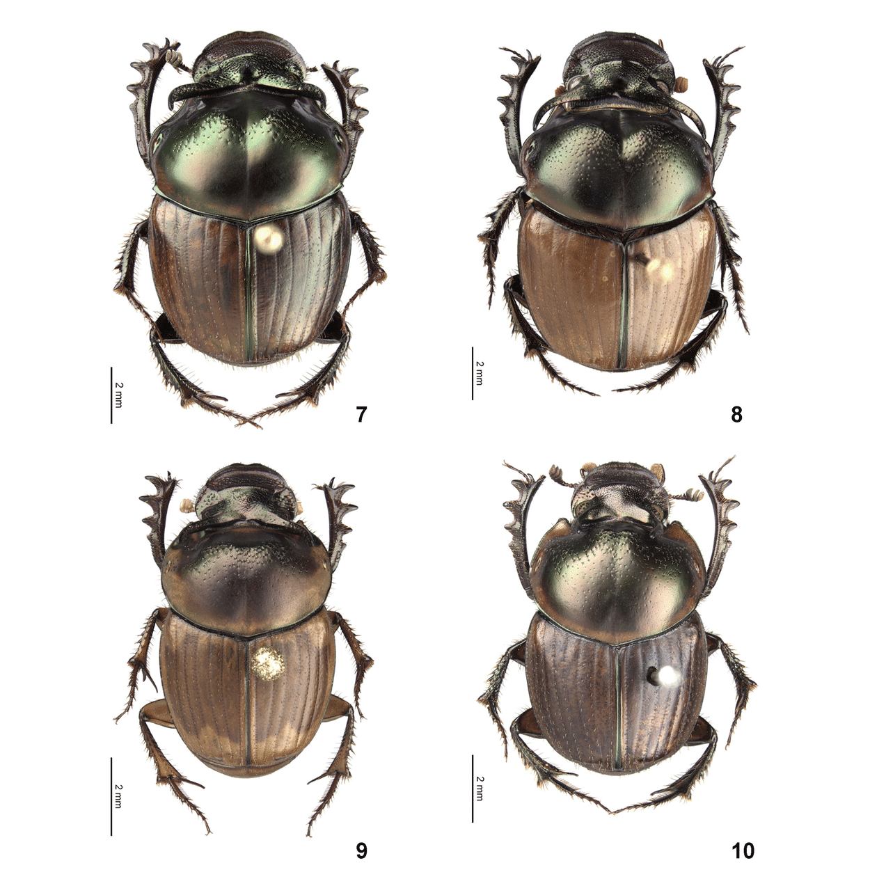 Digitonthophagus_bonasus-%2528Fabricius_