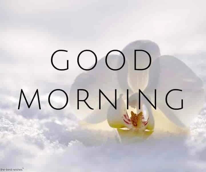 good morning photos with white rose