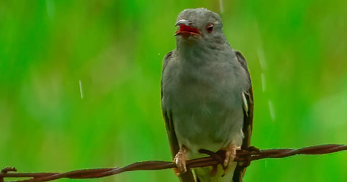 कारुण्य कोकिळा/ छोटा पावशा/grey-bellied Cuckoo