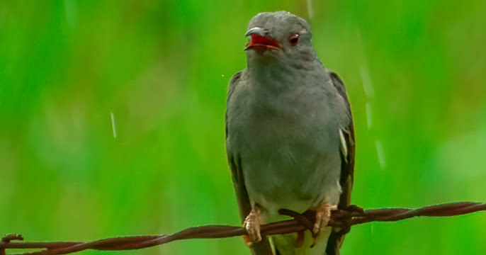 कारुण्य कोकिळा/ छोटा पावशा/Grey-bellied Cuckoo