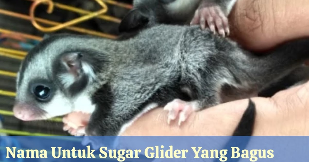 100 Nama Sugar Glider Yang Bagus Dan Cantik Lengkap Dengan Artinya Tabir Dakwah