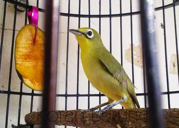 Perawatan Burung Pleci Kecial Lombok Sumbawa Agar Cepat Ngalas Gacor