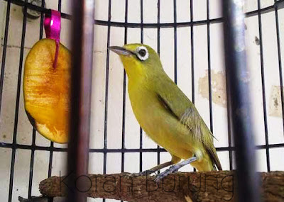 Perawatan Burung Pleci Kecial Lombok / Sumbawa Agar Cepat Ngalas Gacor Burung Pleci Kecial lombok atau sumbawa dikenal dengan burung pleci yang besar Perawatan Burung Pleci Kecial Lombok / Sumbawa Agar Cepat Ngalas Gacor