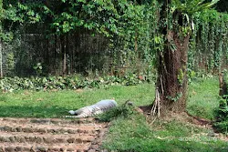 harimau benggala putih kebun binatang ragunan jakarta