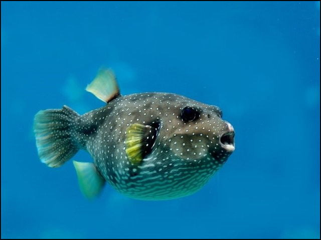 Gambar Ikan Buntal Lucu dari Jenis Air Laut tidak Beracun Gambar Ikan Buntal Lucu dari Jenis Air Laut tidak Beracun
