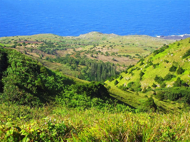 Earth's Internet & Natural Networking: Ascension Island's Green