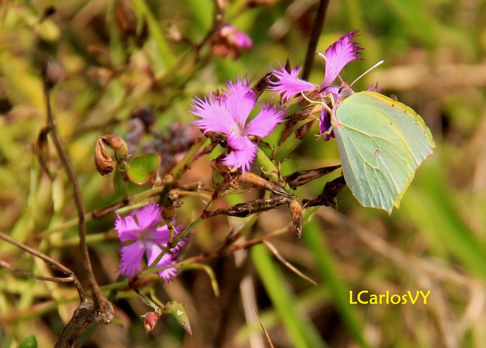 Plantas silvestres de Asturias: Clavelina, clavel montés – Dianthus  hyssopifolius