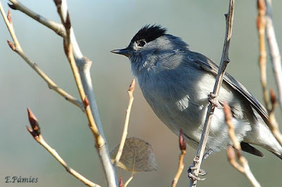 Tallarol de casquet (Sylvia atricapilla)