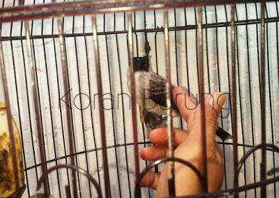 Kutilang Mana Yang Baik Untuk Di Pelihara ? Yang Jantan Atau Yang Betina ? Burung Kutilang termasuk burung monomorphic atau mempunyai kesamaan warna antara jantan da Kutilang Mana Yang Baik Untuk Di Pelihara ? Yang Jantan Atau Yang Betina ?