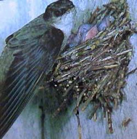 Chimney swift on nest with chicks USNPS, Isle Royale National Park