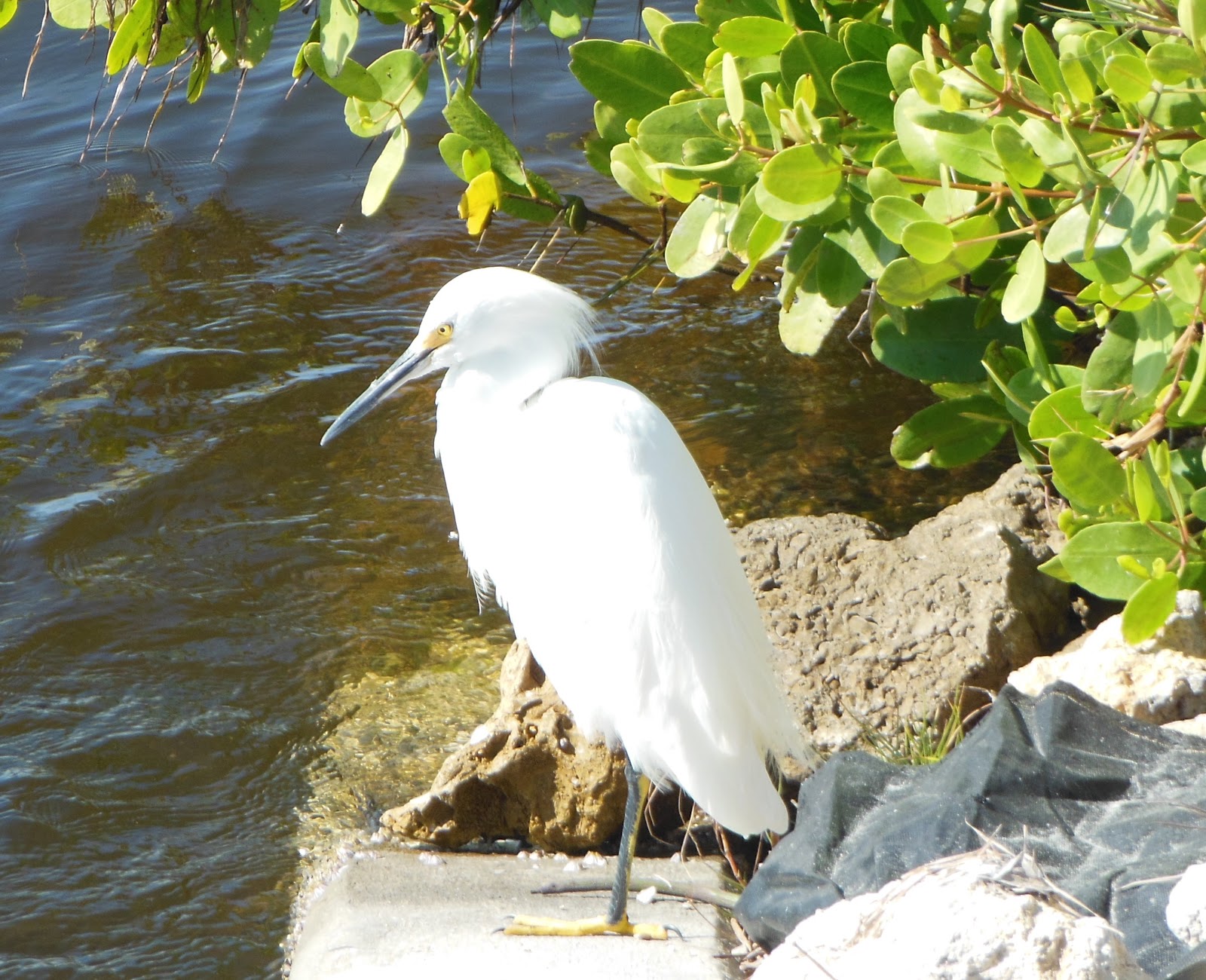 R and R travels Some Birds of SW Florida