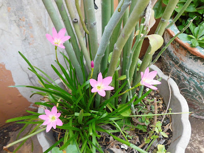 Zepyranthes rosea ( Lily Hujan Pink )