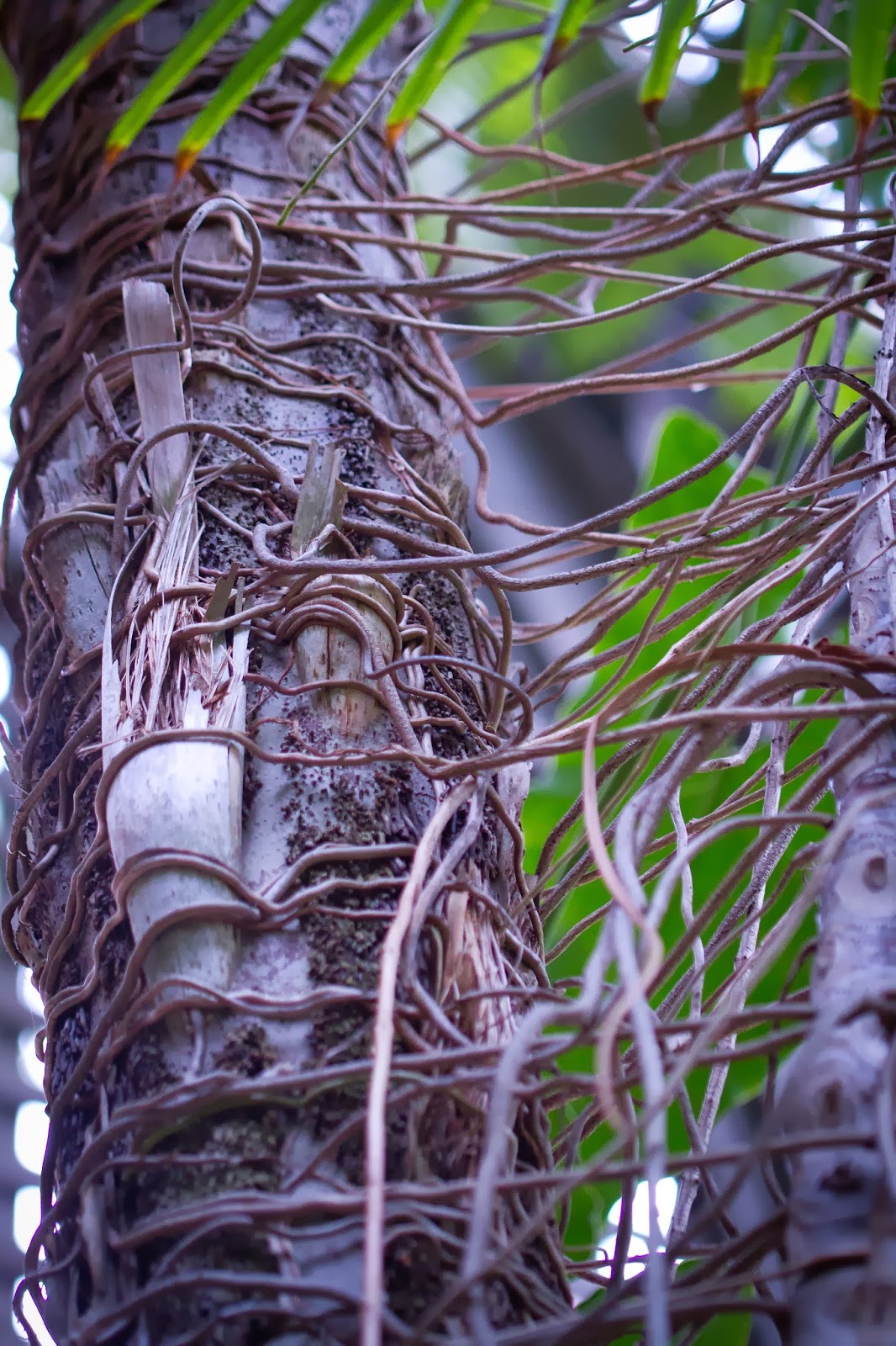 Wild Wanderlust: Winter Orchid Show - Balboa Park, San Diego, CA