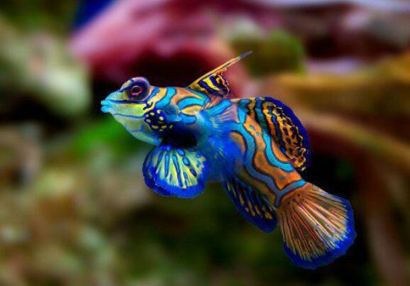 سمك الماندارين