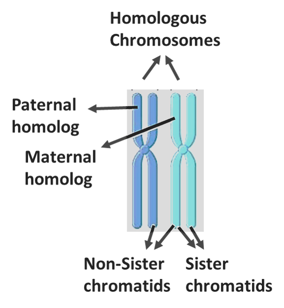 Allele definition biology NEET AIIMS