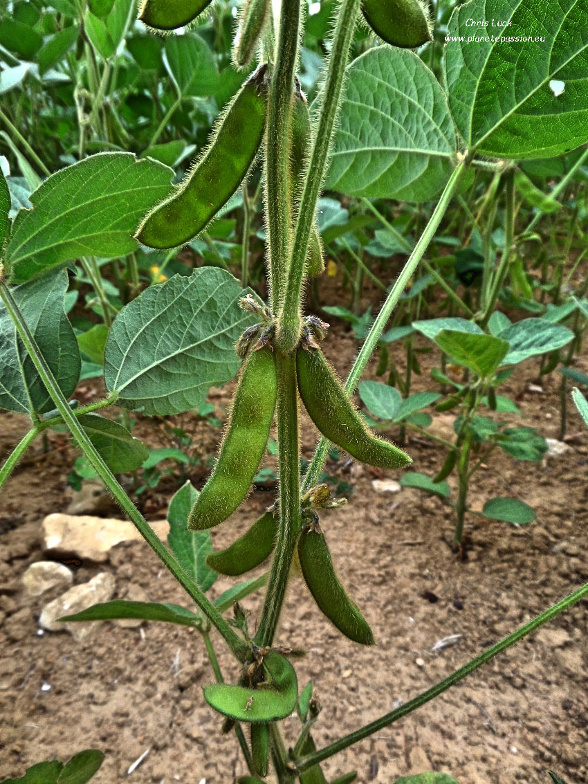 French wildlife and beekeeping Soya bean cultivation in France