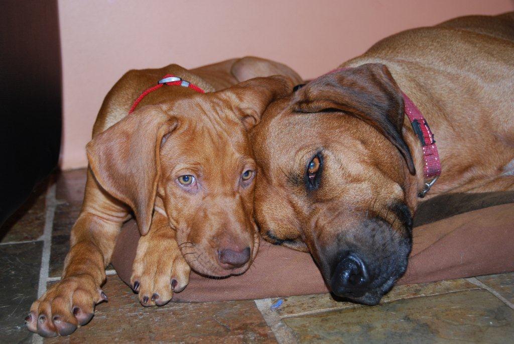 The Rhodesian Ridgeback Club Of W.A (Inc)