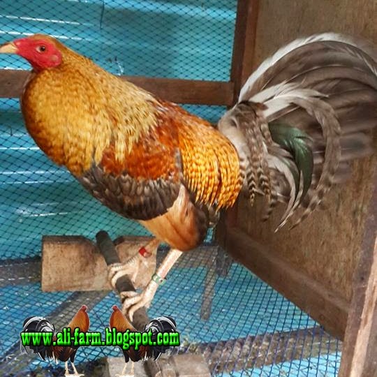 ALI FARM AYAM IMPORT FILIPINA JANTAN