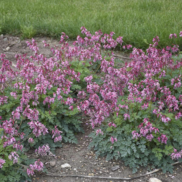 A list of over 20 of the newest and best perennials for 2020 that are must haves in the garden.