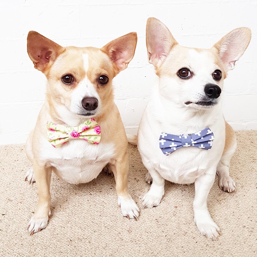 present from dog to dad