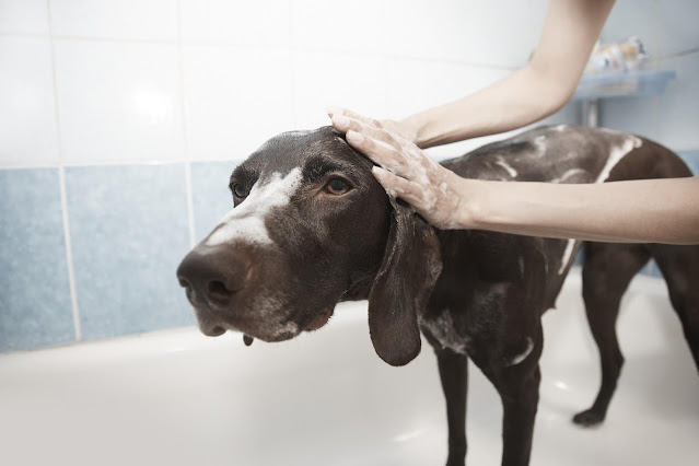 Factors to consider for bathing your Dog