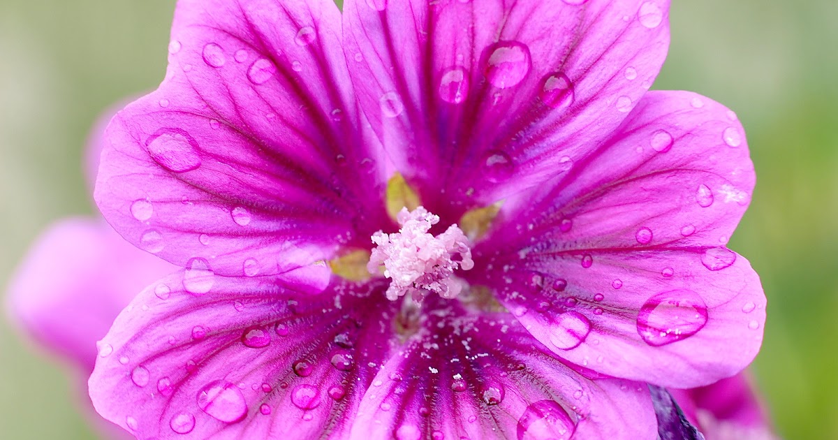 Picofnat Michael`s Naturfotoblog Sommerblumen vor der Haustür