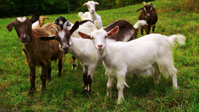 goat framing, goat shed, baby goat