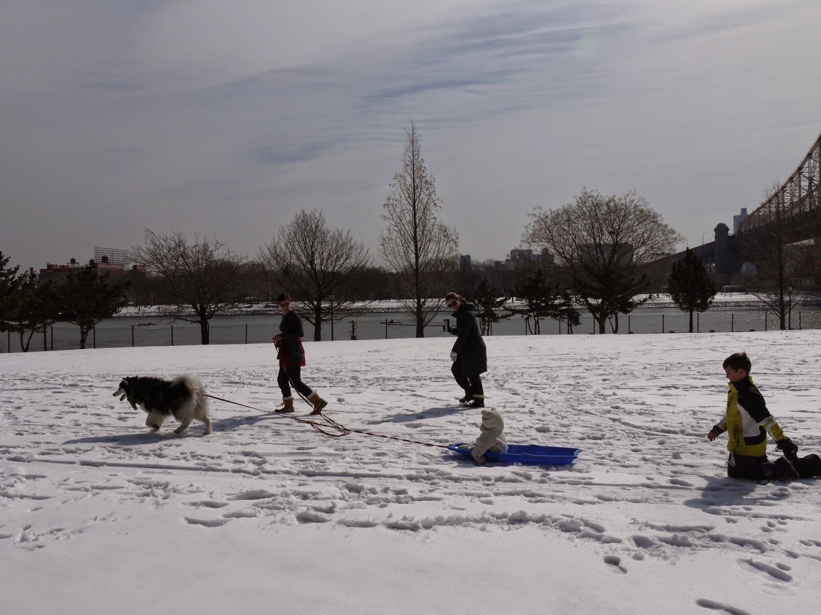 Frogma Roosevelt Island Iditarod!