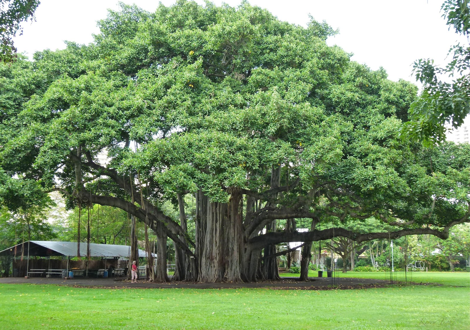 ARTipelago: Beautiful Banyan Trees ARTipelago: Beautiful Banyan Trees
