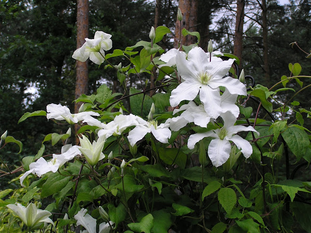 clematis John Huxtable