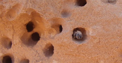 Пчели прояждащи скали и ползващи цимент Bees1-585x306