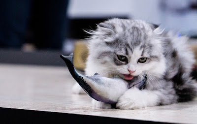 alt="gato comiendo pescado crudo"