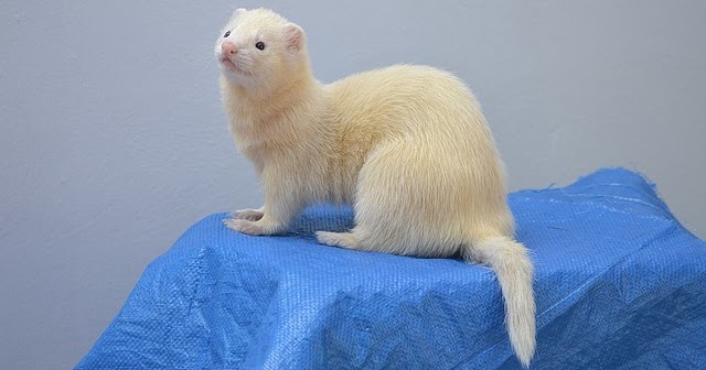 Cara Menjinakkan Musang Liar Atau Baru Beli Khusus Pemula Hobinatang Cara Menjinakkan Musang Liar Atau Baru Beli Khusus Pemula Hobinatang