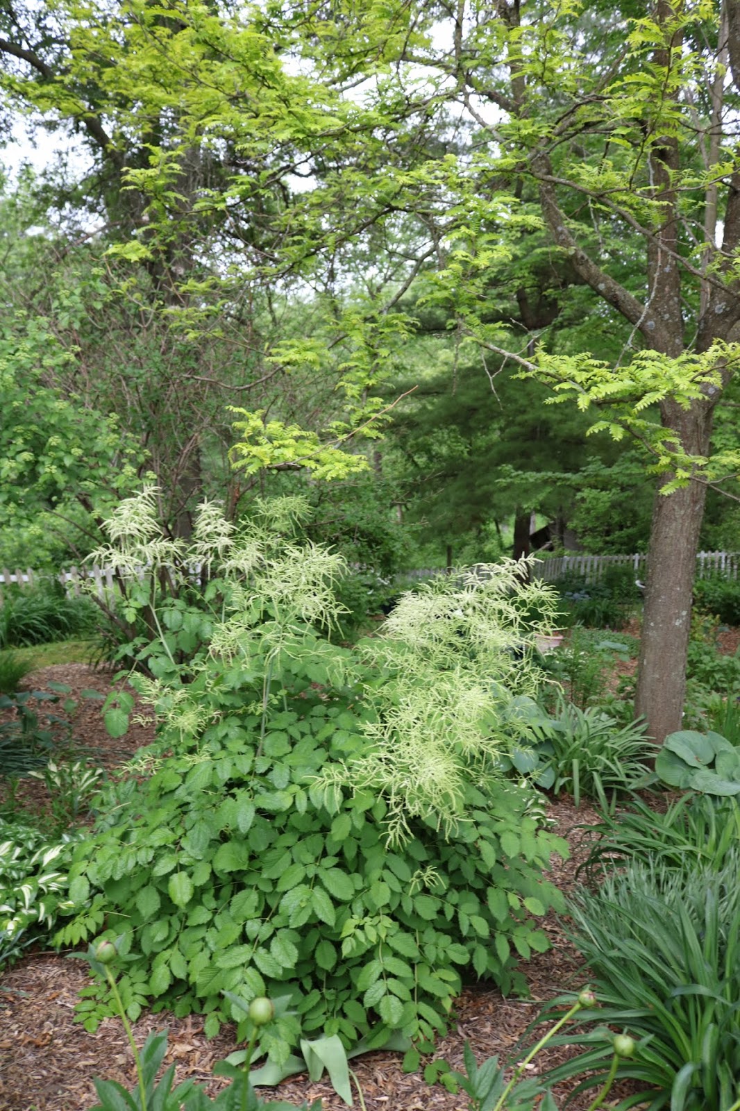 A Wonderful Dilemma Part 2 Ramblings From A Desert Garden