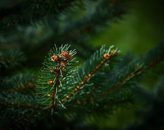 evergreen tree