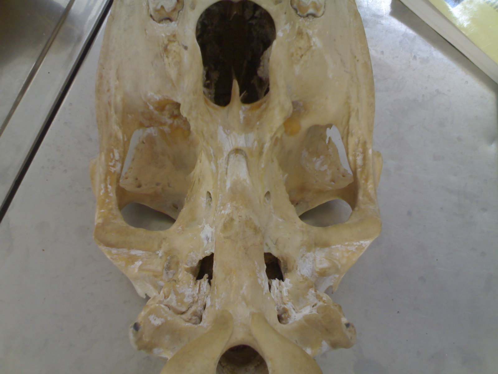 VETERİNER HAYVAN SAĞLIĞI HAKKINDA FAYDALI BİLGİLER ANATOMİ KEMİK RESİMLERİ