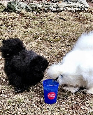 silkie chickens eating calf manna