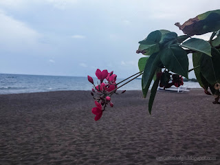 Red Jatropha Integerrima Or Peregrina Flowers Blooming By The Beach At Umeanyar Village, North Bali, Indonesia