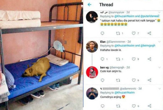Anjing Tidur Atas Katil Kolej Kediaman Universiti Melaka Menarik
