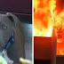 Pit Bull drags 7-month-old baby from house fire by diaper