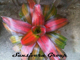 ANEKA JENIS BROMELIA BROMELIA-PAGODA