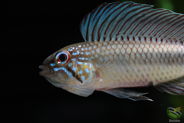 Apistogramma lineata