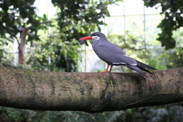 The National Aviary