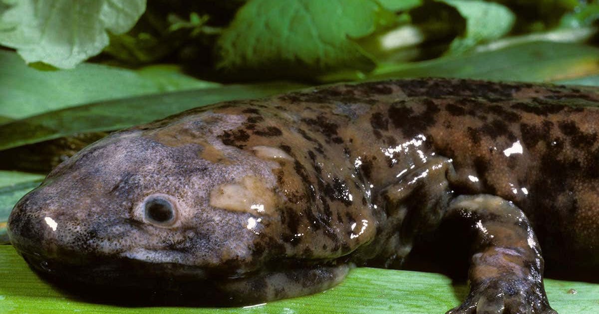 Anomalous Observational Phenomena: Giant salamander