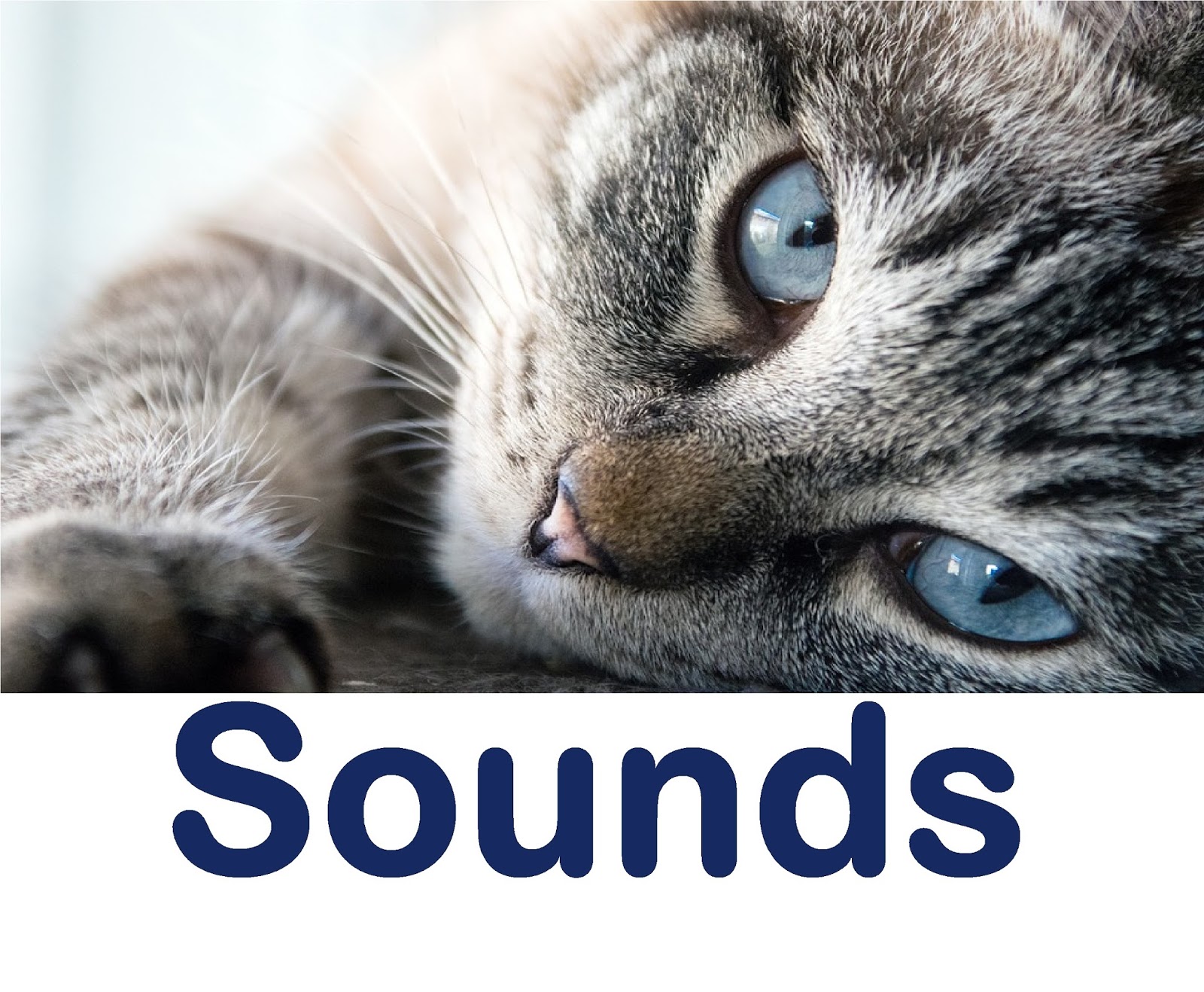 Звуки злых котов слушать. Злой кот звук.