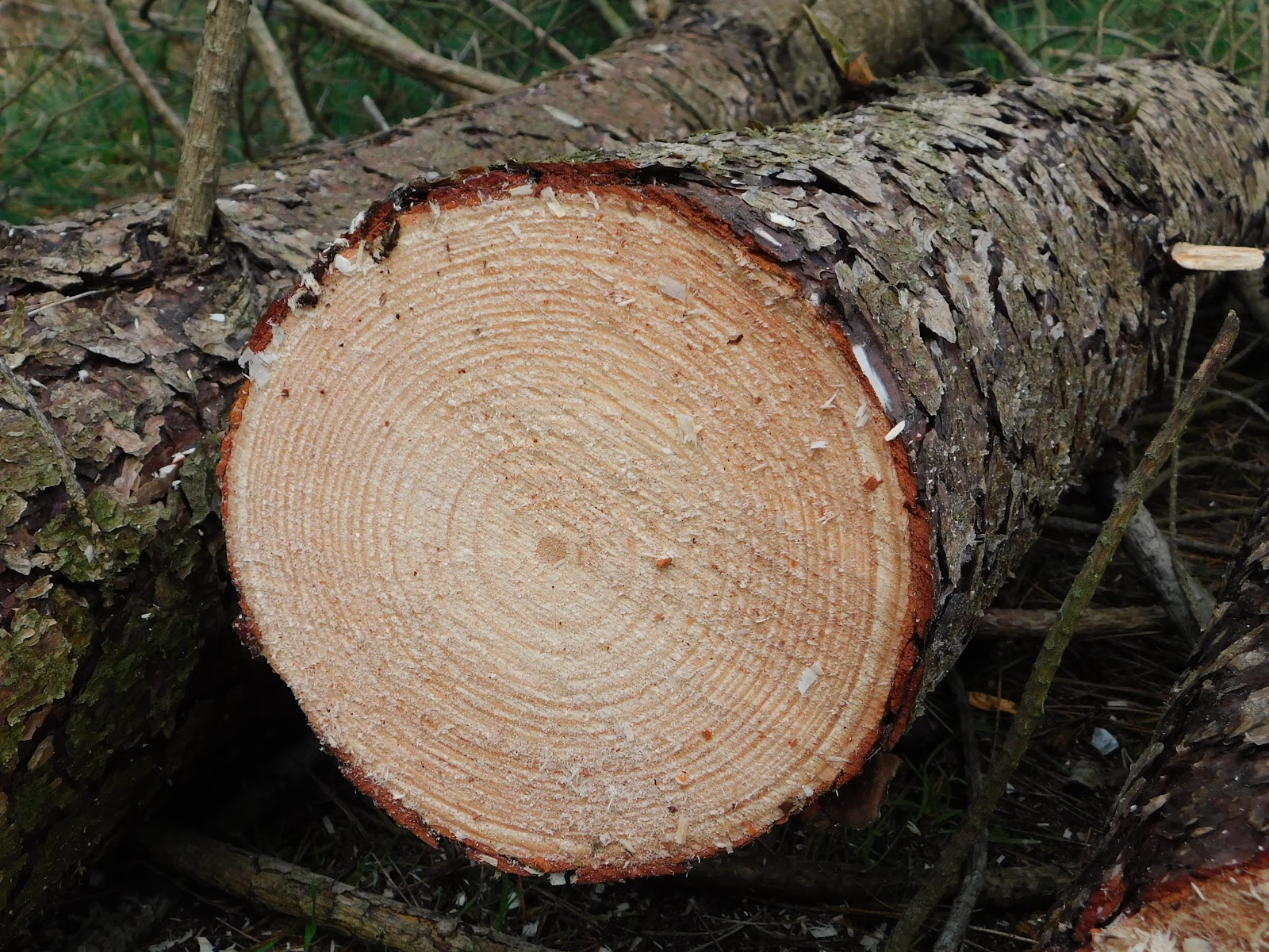 Counting tree rings