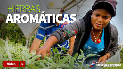 VIDEO: Hierbas aromáticas