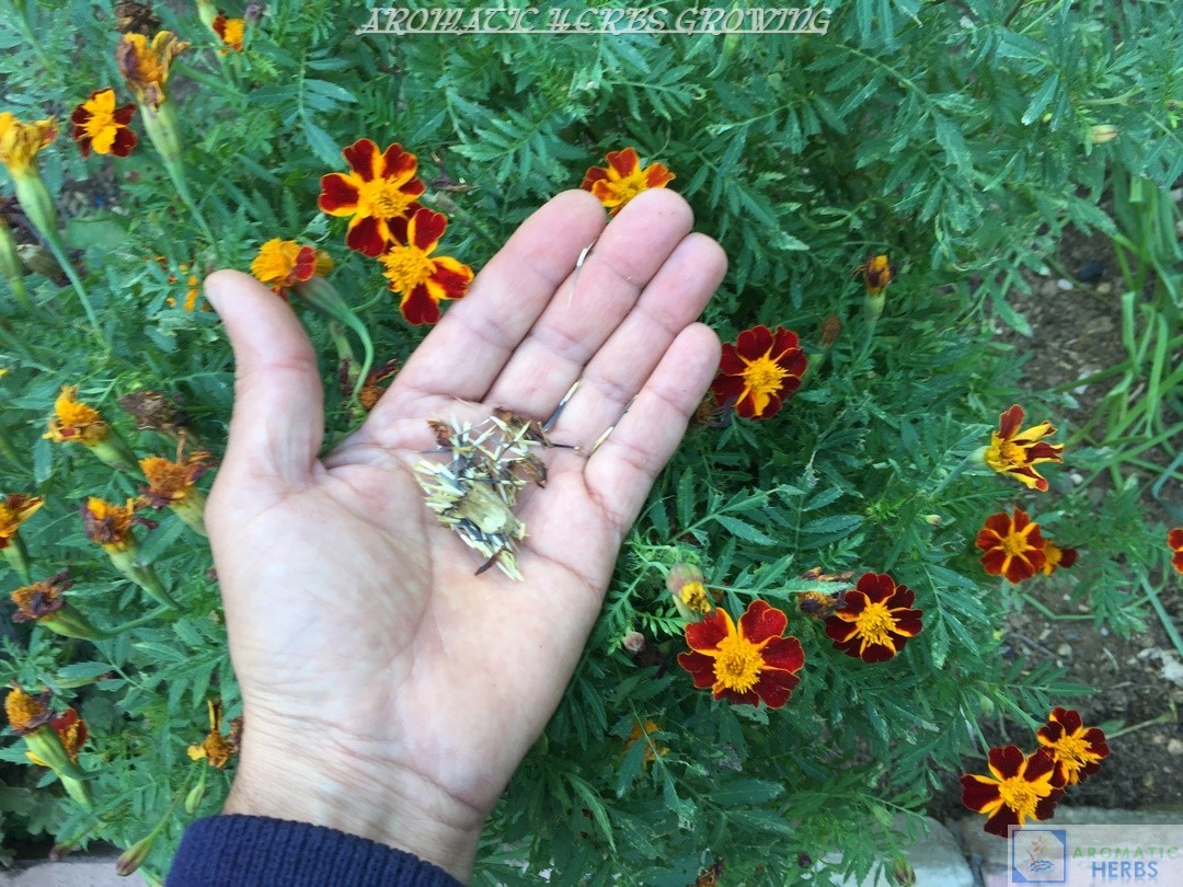How to Collect and Store Marigold Seeds